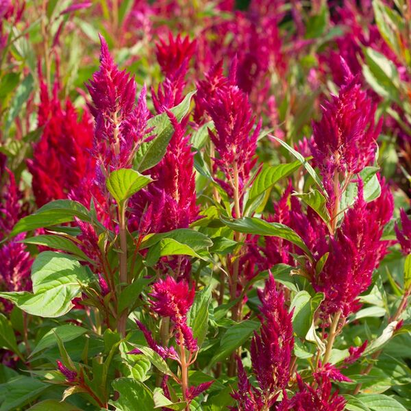 Celosia spicata 'Koda's Charm' | White Flower Farm