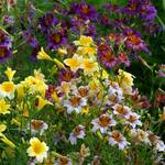 Annuals for Cool Weather