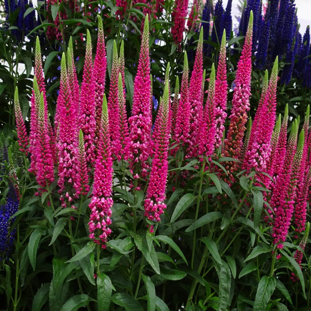 Veronica longifolia Vernique® 'Raspberry' | White Flower Farm