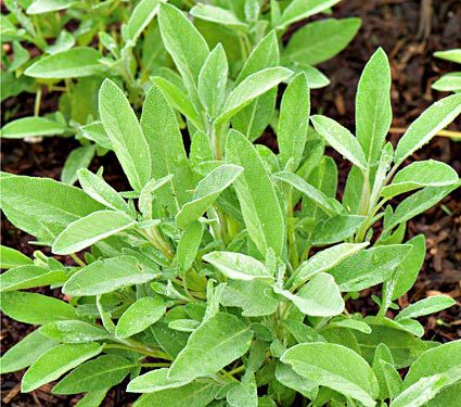 Culinary Sage (Salvia officinalis) | White Flower Farm