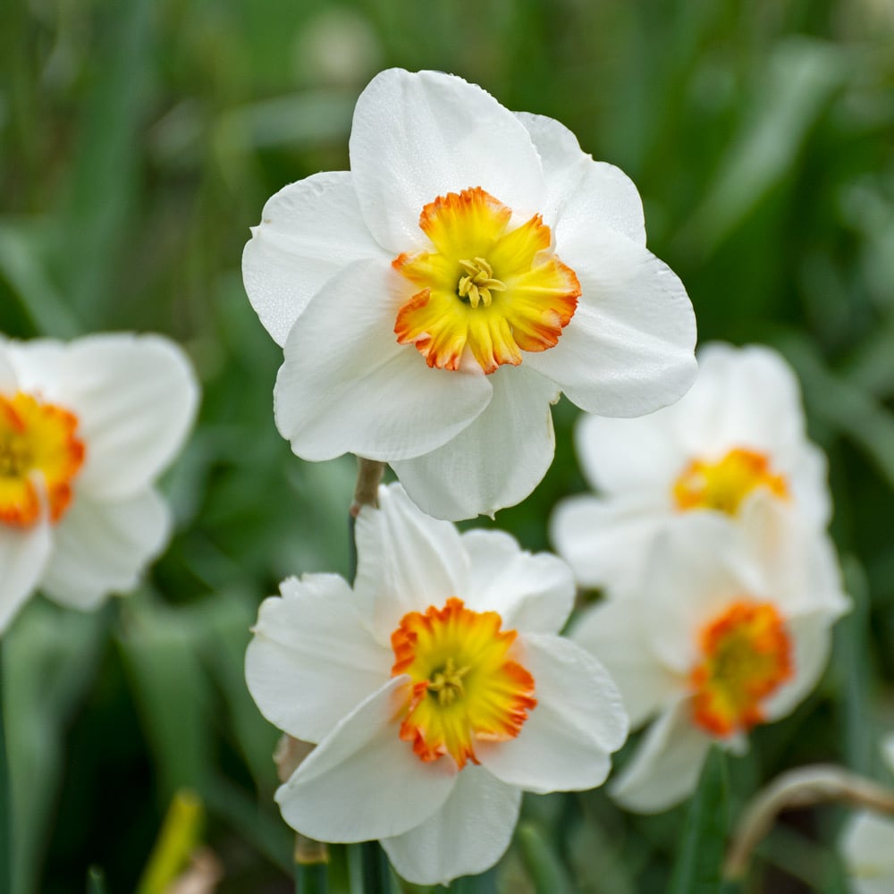 New Daffodil Varieties | White Flower Farm