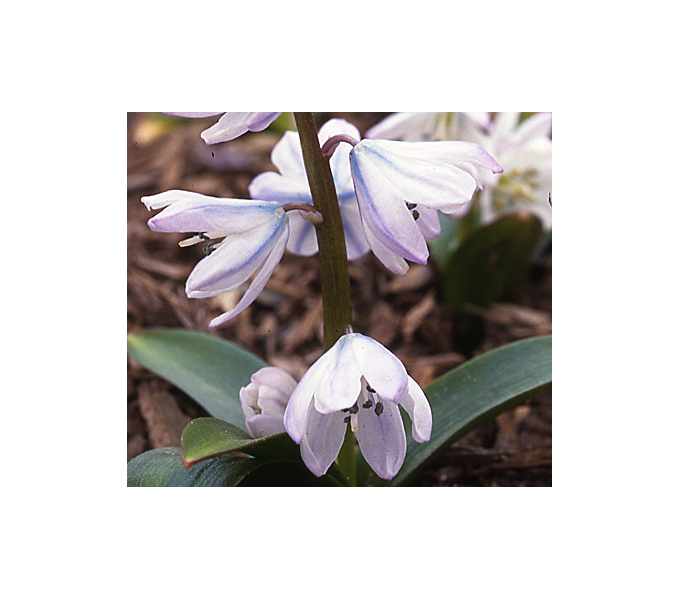 White Flower Collection of 4 Early Spring Bulbs | White Flower Farm