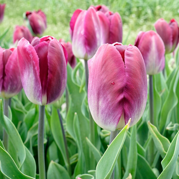 Tulip 'Kansas Proud' | White Flower Farm