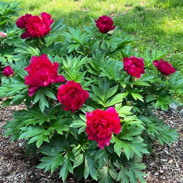 Peony Garden Candy® Candy Apple™ - Itoh Peony | White Flower Farm