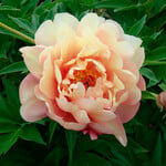  Itoh Peony Garden Candy® Summer Sunset™