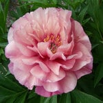  Itoh Peony Garden Candy® Double Bubble Pink™