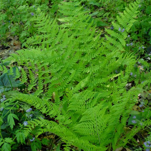 Dryopteris marginalis | White Flower Farm