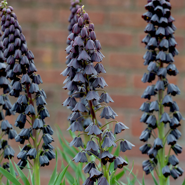 Fritillaria persica | White Flower Farm