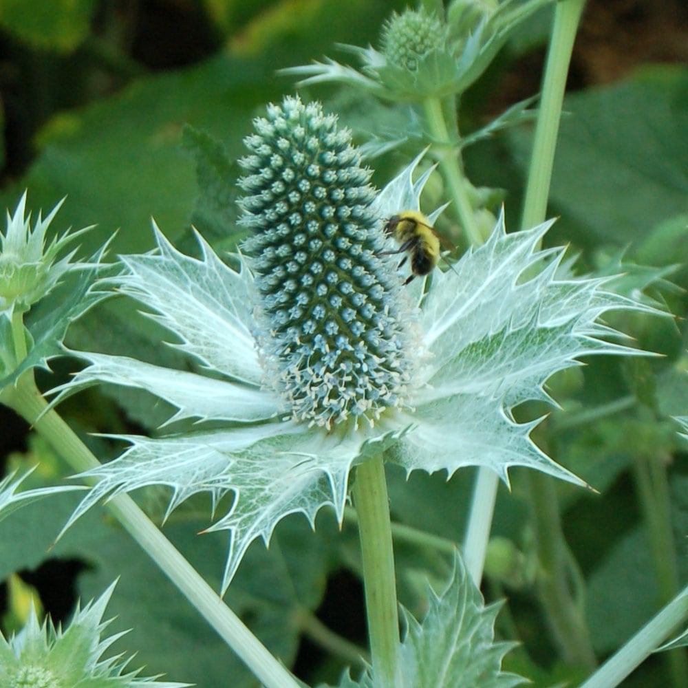 Eryngium | White Flower Farm