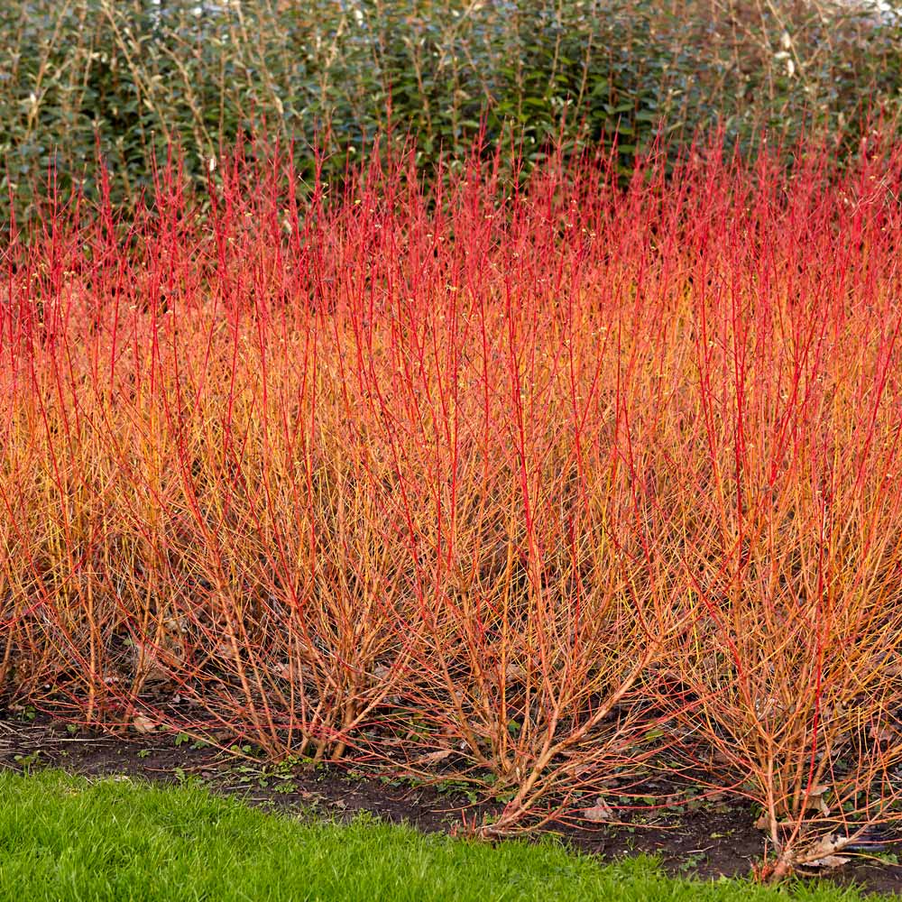 Cornus sanguinea 'Midwinter Fire' | White Flower Farm