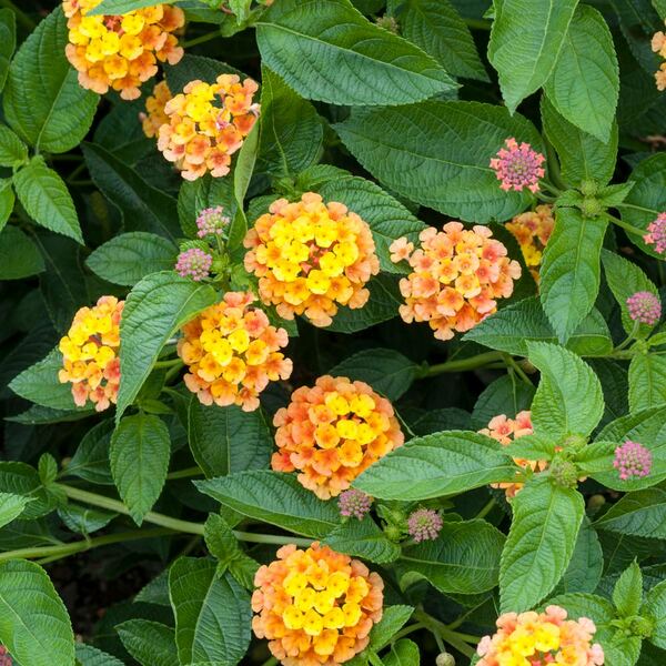 Lantana Camara Landmark™ Citrus 