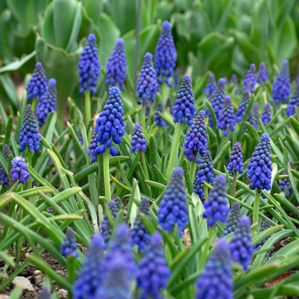 Muscari armeniacum | White Flower Farm