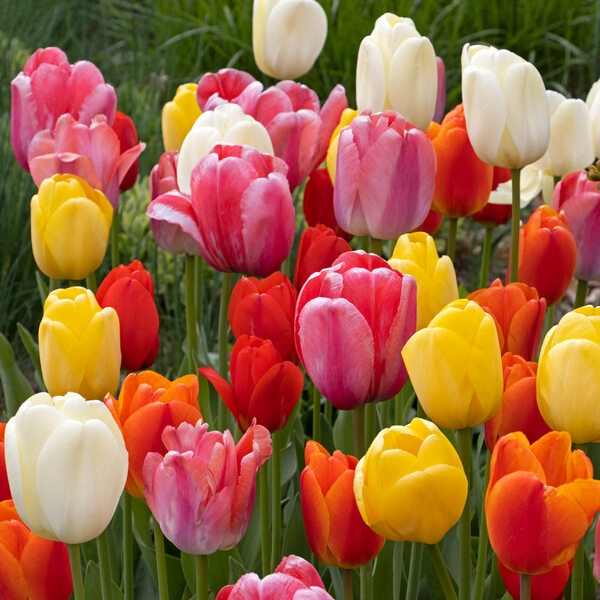 White Flower Farm Classic Perennial Tulip Mix | White Flower Farm