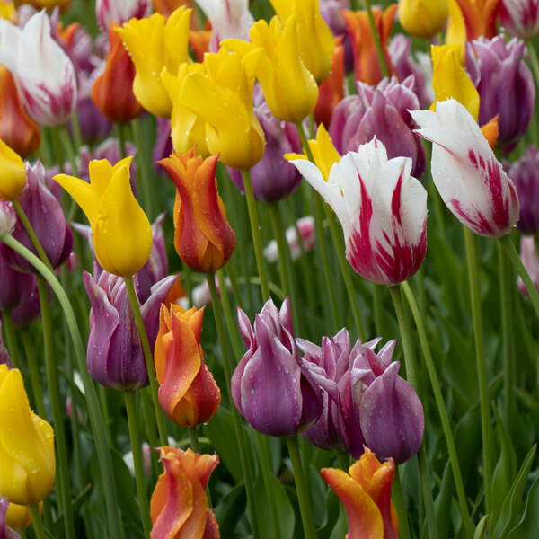 The Corps de Ballet Tulip Mix | White Flower Farm