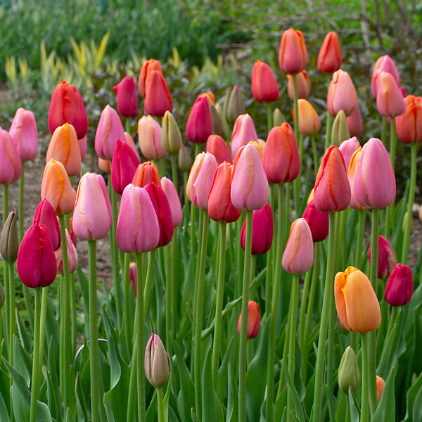 French Single Late Tulip Mix | White Flower Farm