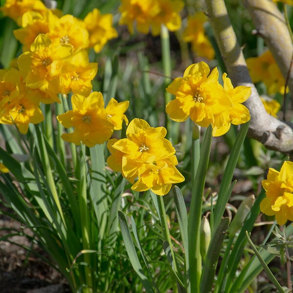 Narcissus 'yellow Parrot' 