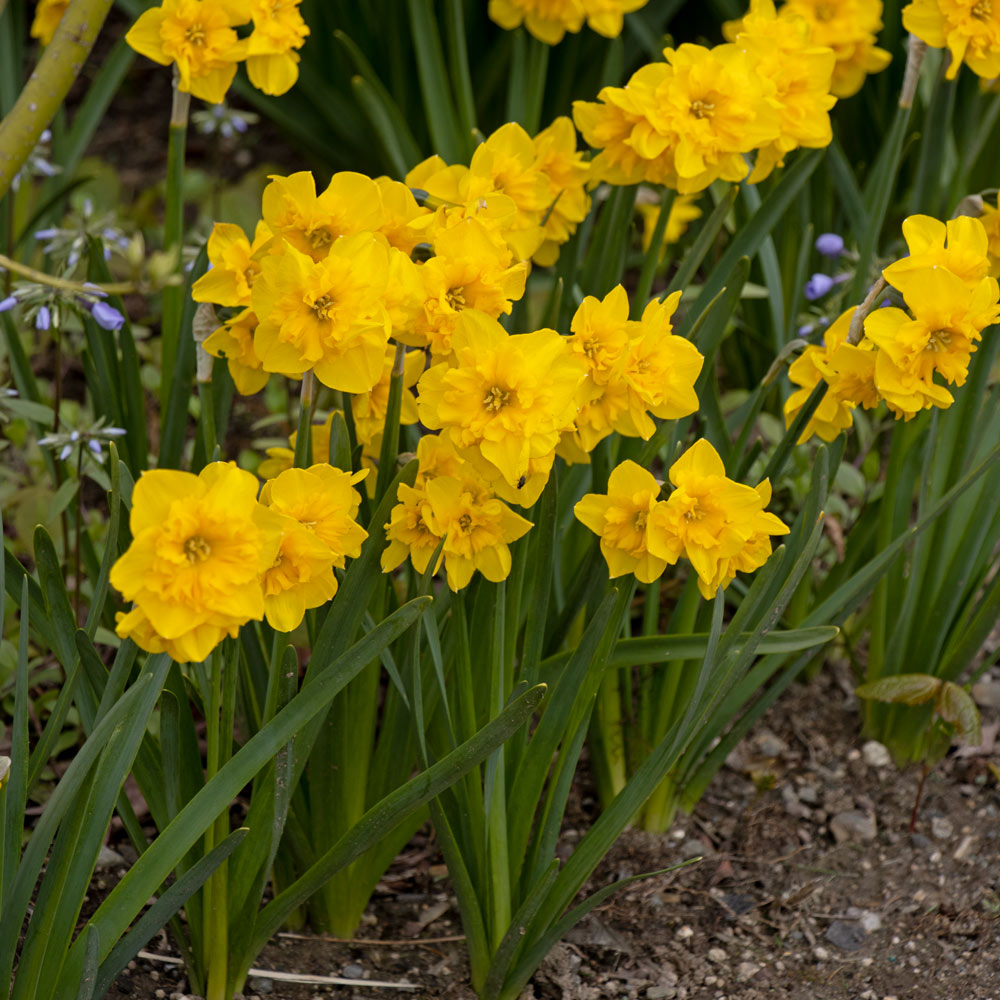 Narcissus 'Yellow Parrot' | White Flower Farm