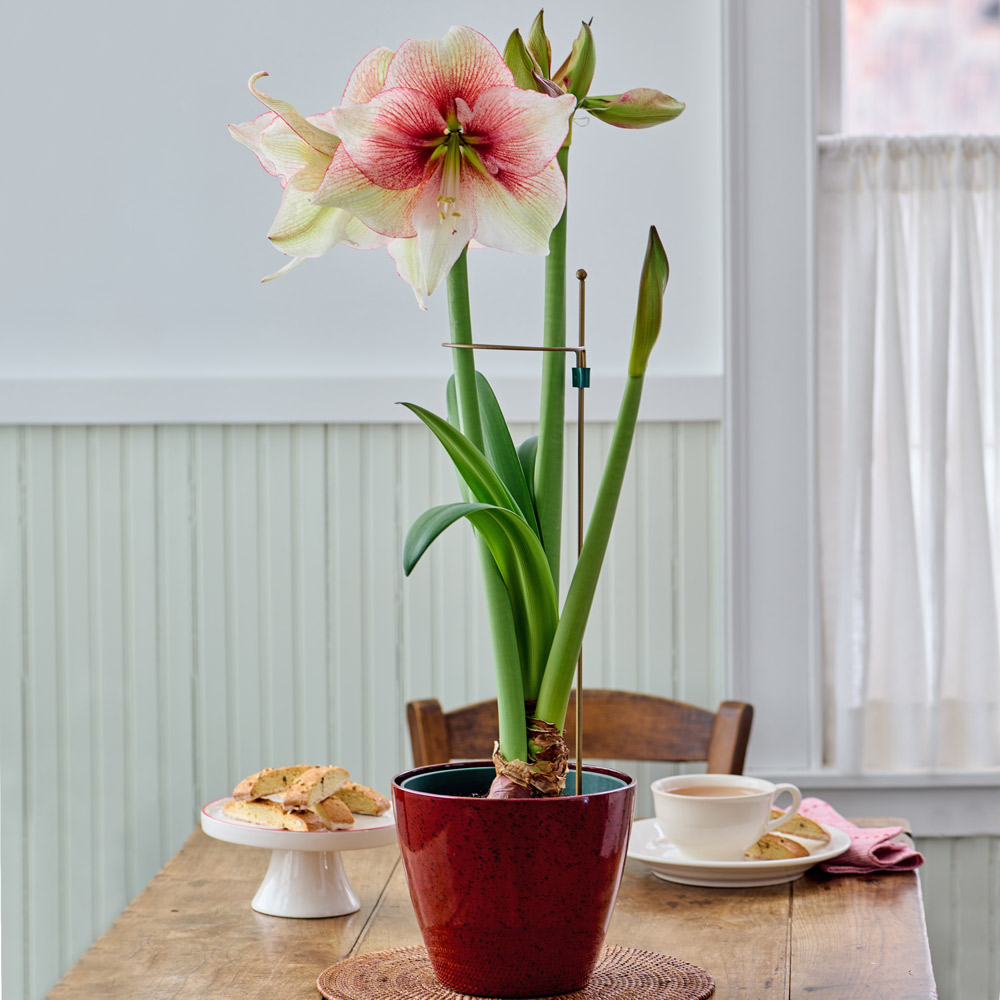 Amaryllis 'Grandise Fantasy'