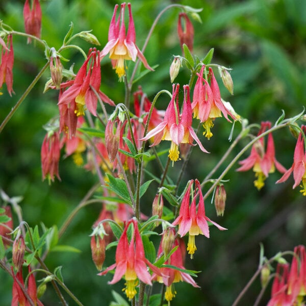 Aquilegia canadensis | White Flower Farm