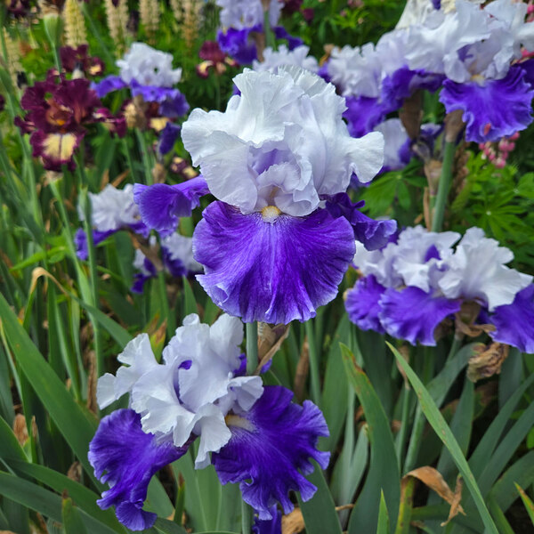 Iris germanica 'Drifting' | White Flower Farm