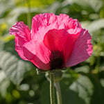  Papaver orientale 'Watermelon'