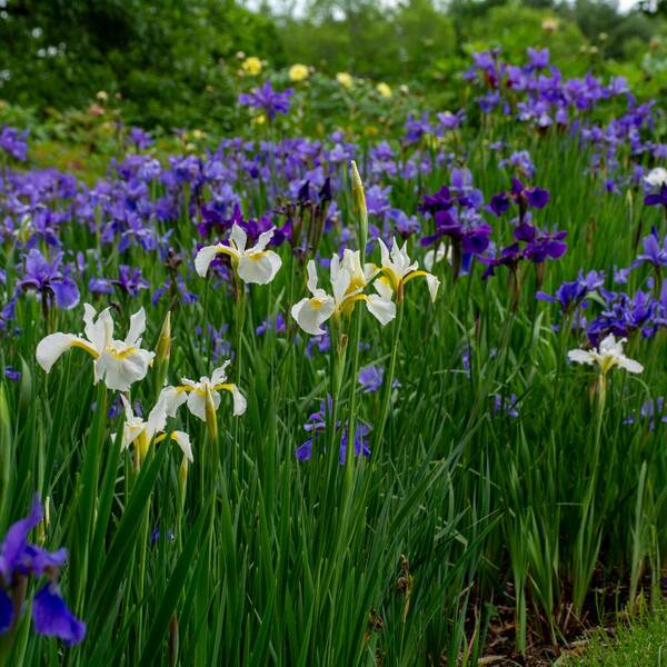 Wings Over Water Siberian Iris Collection | White Flower Farm