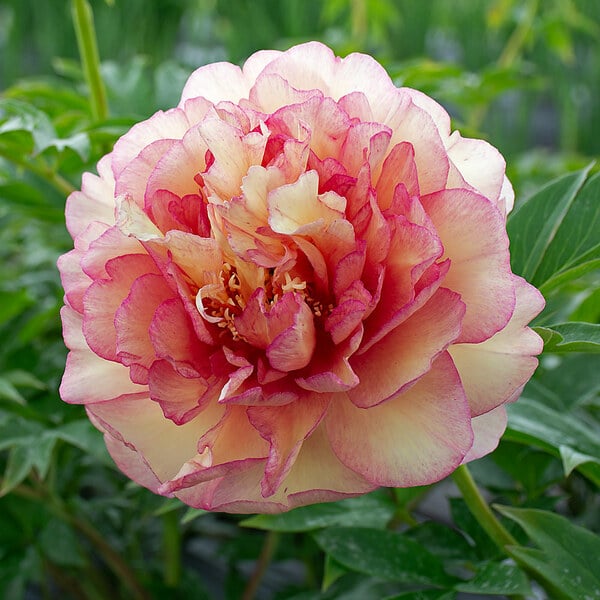 Peony 'Scrumdidleumptious' - Itoh Peony | White Flower Farm