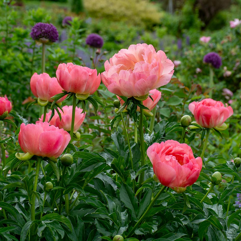 Peonies