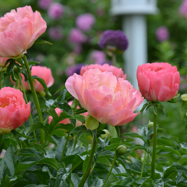 Peony 'Coral Charm' | White Flower Farm