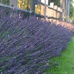  Lavandula x intermedia (Lavender) Phenomenal™