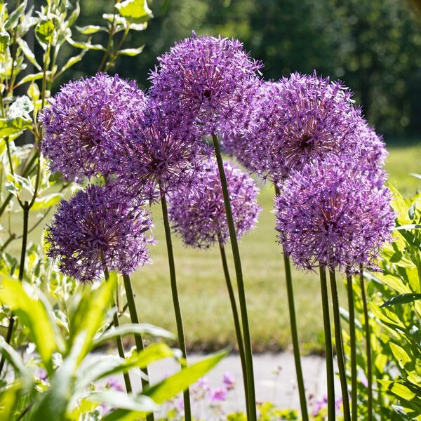 Allium 'Globemaster' | White Flower Farm