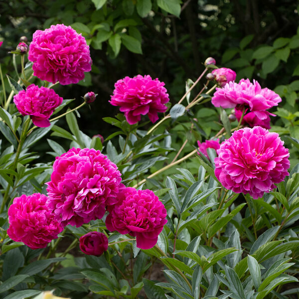 Peony 'Kansas' | White Flower Farm