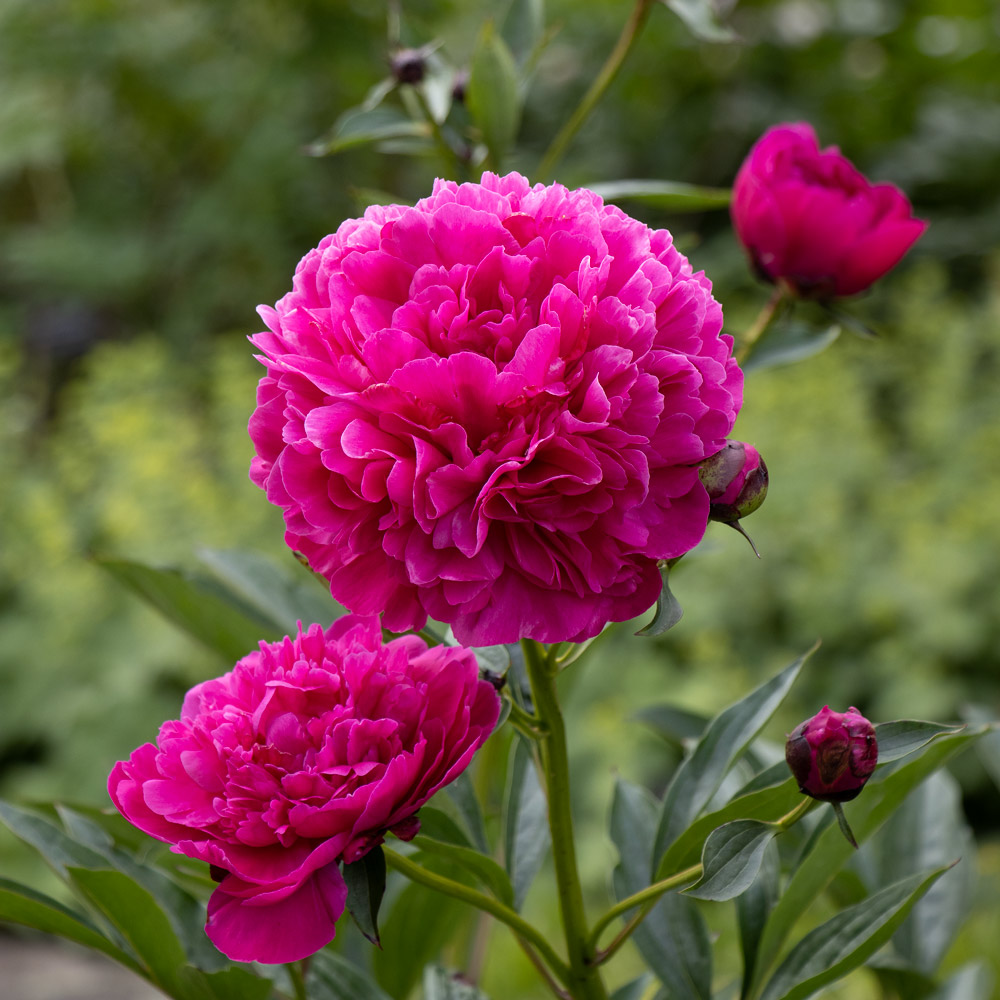 Peony 'Kansas' | White Flower Farm