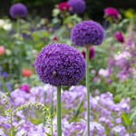  Allium 'Ambassador' (3 bulbs per bag)