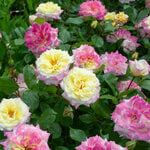  Rose Easy Elegance® Music Box