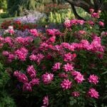  Rose Pink Double Knock Out®