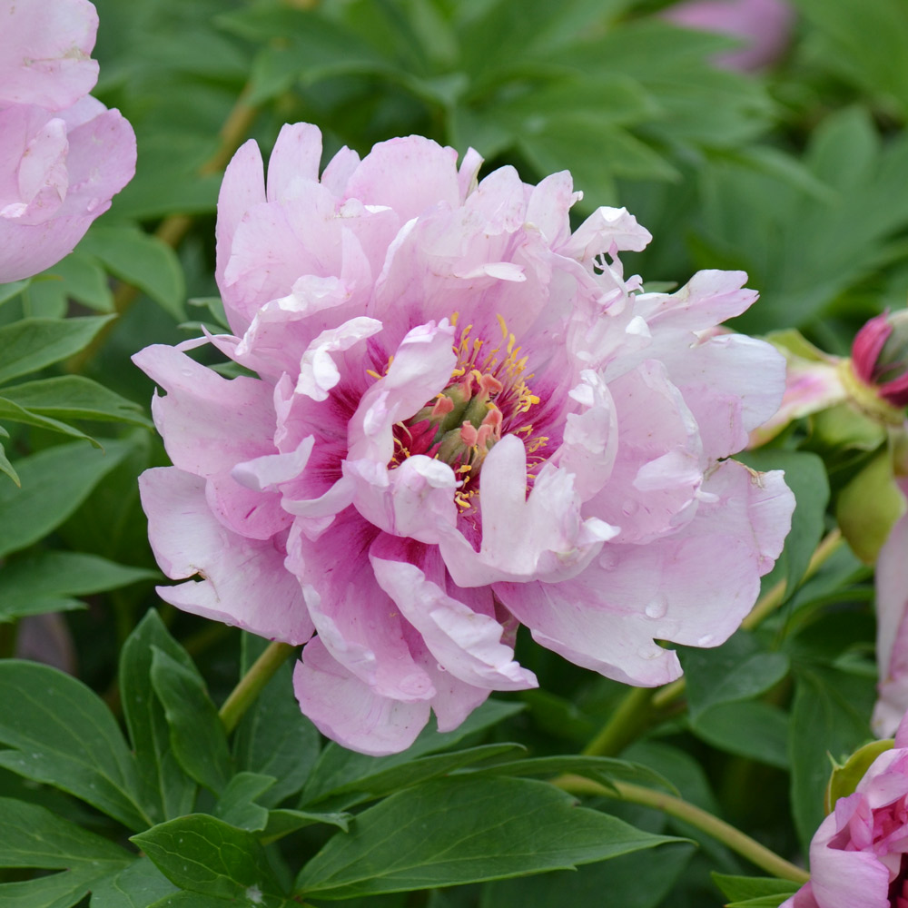 Peony 'Morning Lilac' - Itoh Peony | White Flower Farm