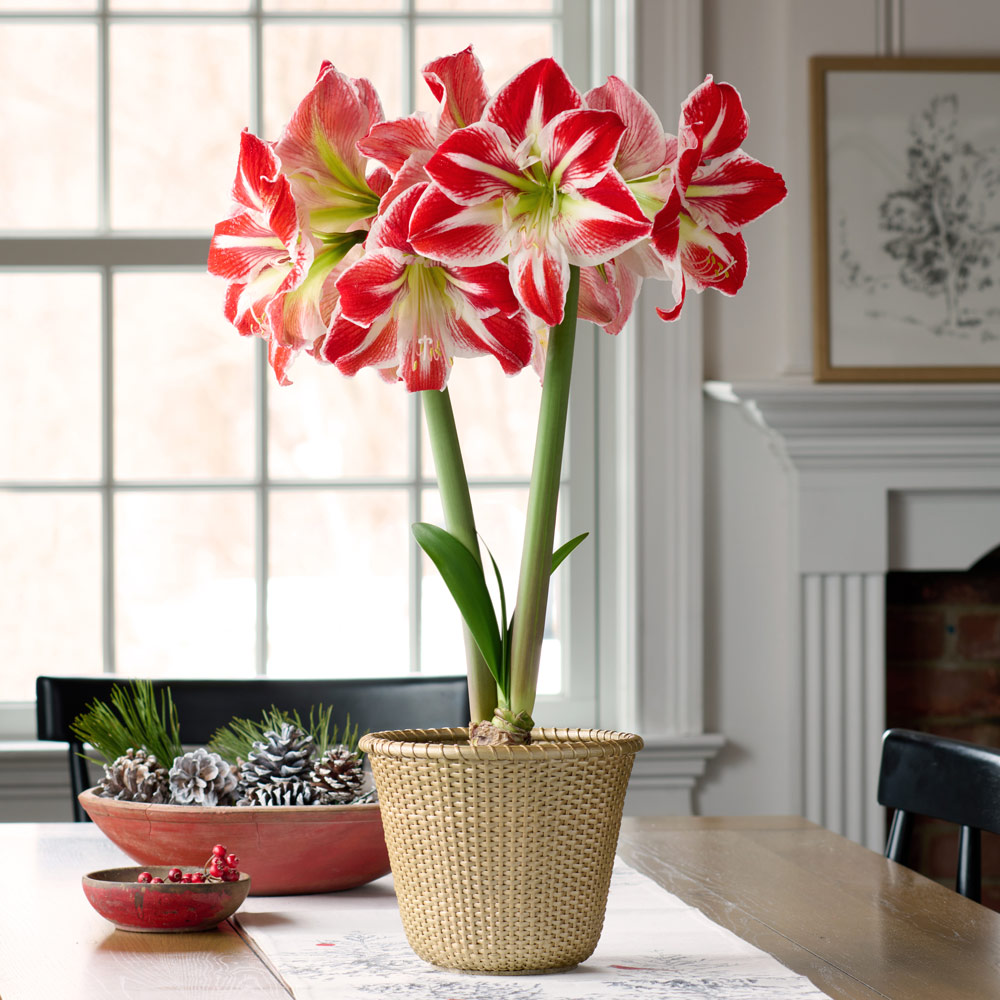 Amaryllis 'Spartacus' | White Flower Farm