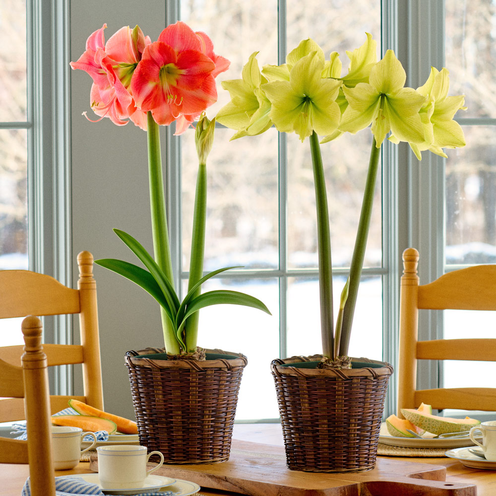 Amaryllis in Baskets