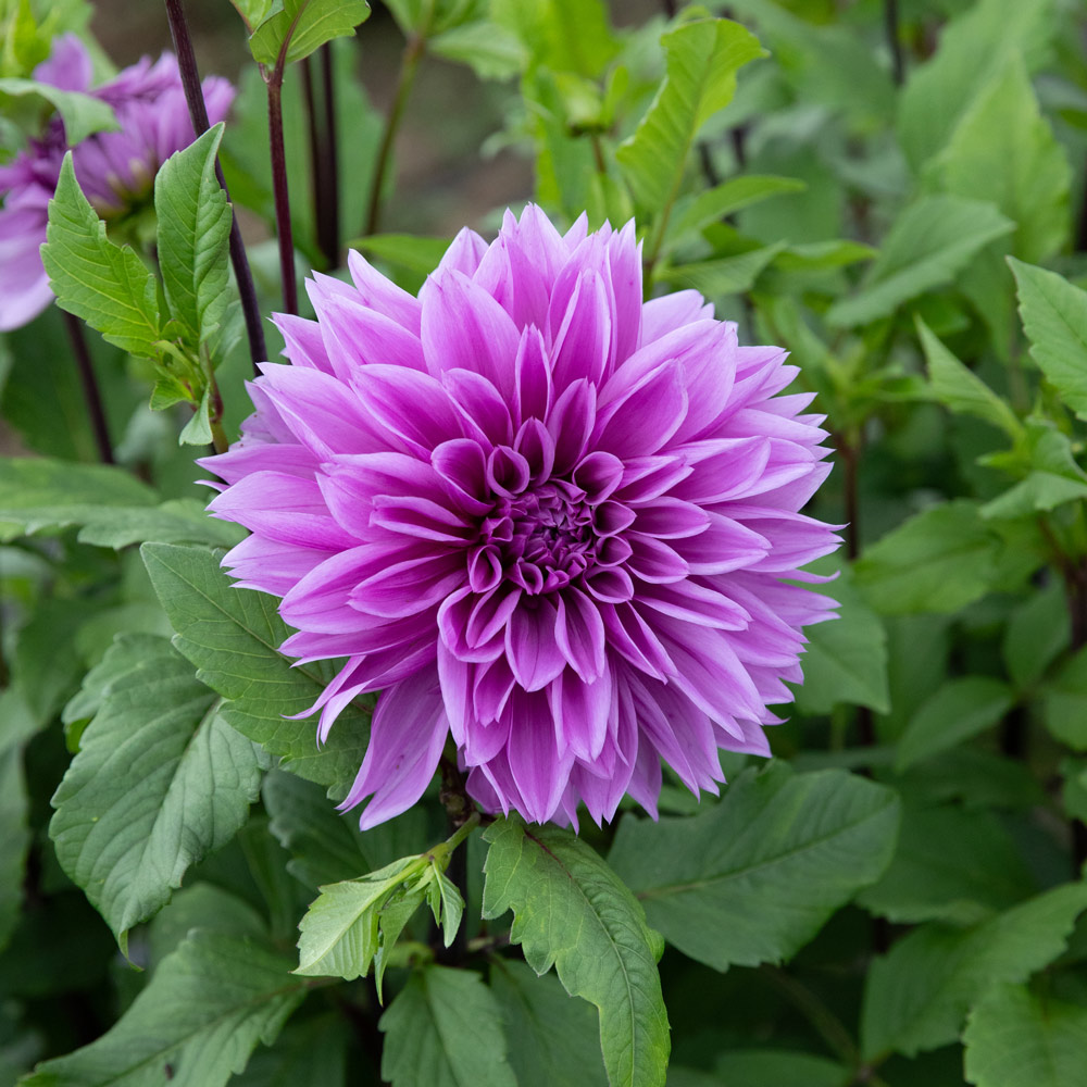 Dahlia 'Lilac Time'