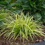  Carex oshimensis EverColor® 'Eversheen,' 1 pint