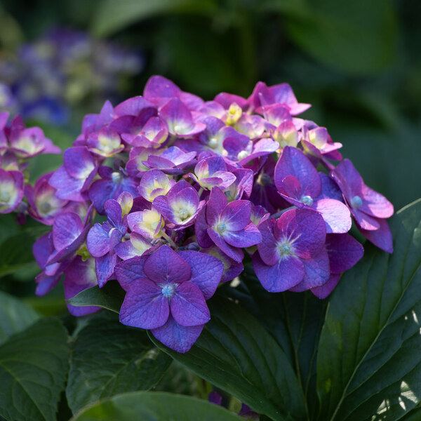 Hydrangea macrophylla Endless Summer® Summer Crush® | White Flower Farm