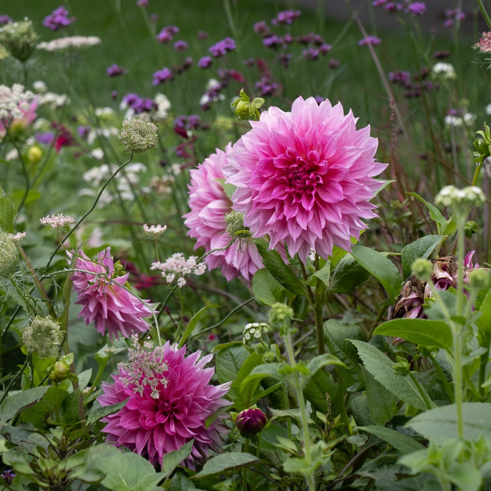 Dahlia 'Café au Lait Rosé' | White Flower Farm