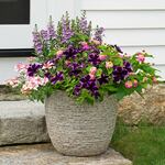 Gorgeous Galaxy Container Garden