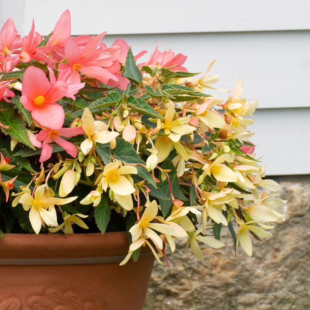 Begonia boliviensis Bossa Nova™ Yellow Improved | White Flower Farm