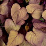  Ipomoea batatas Sweet Georgia® Heart Red