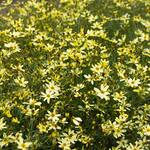  Coreopsis verticillata 'Moonbeam'