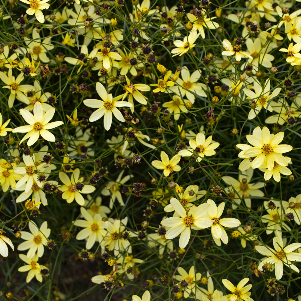 Coreopsis verticillata 'Moonbeam' | White Flower Farm