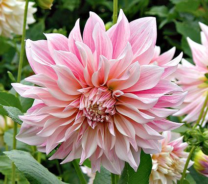 Summertime Splendor Dahlia Collection | White Flower Farm