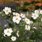  Anemone 'Honorine Jobert'